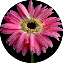 Minal Auti Minal Auti